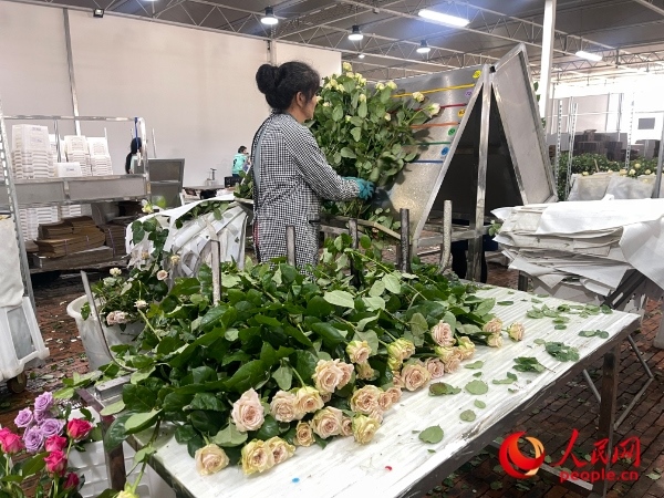 車間工人在整理花束。人民網(wǎng) 周靜圓攝