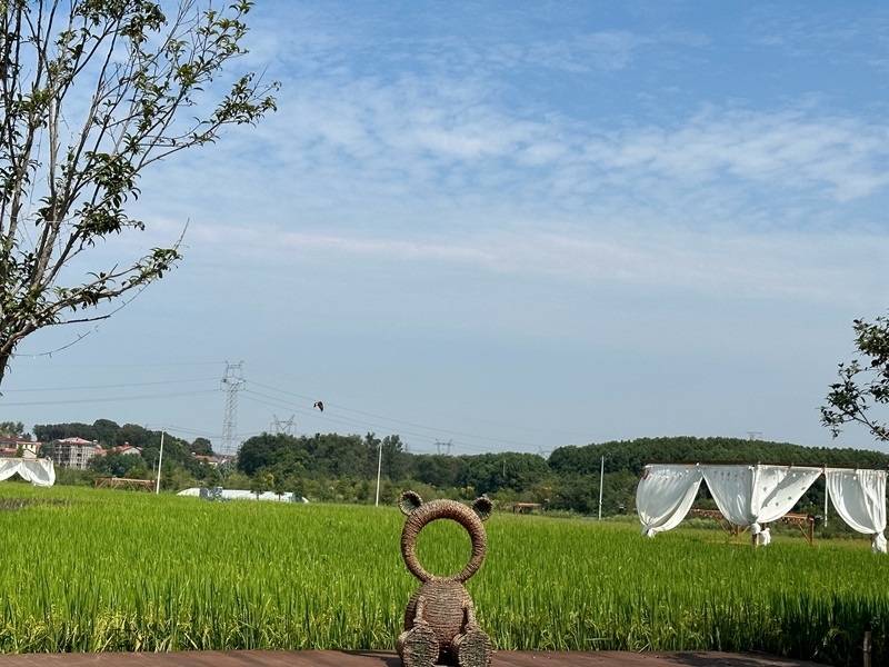 林語未來村打造農(nóng)家畈田園綜合體。人民網(wǎng) 王紹紹攝