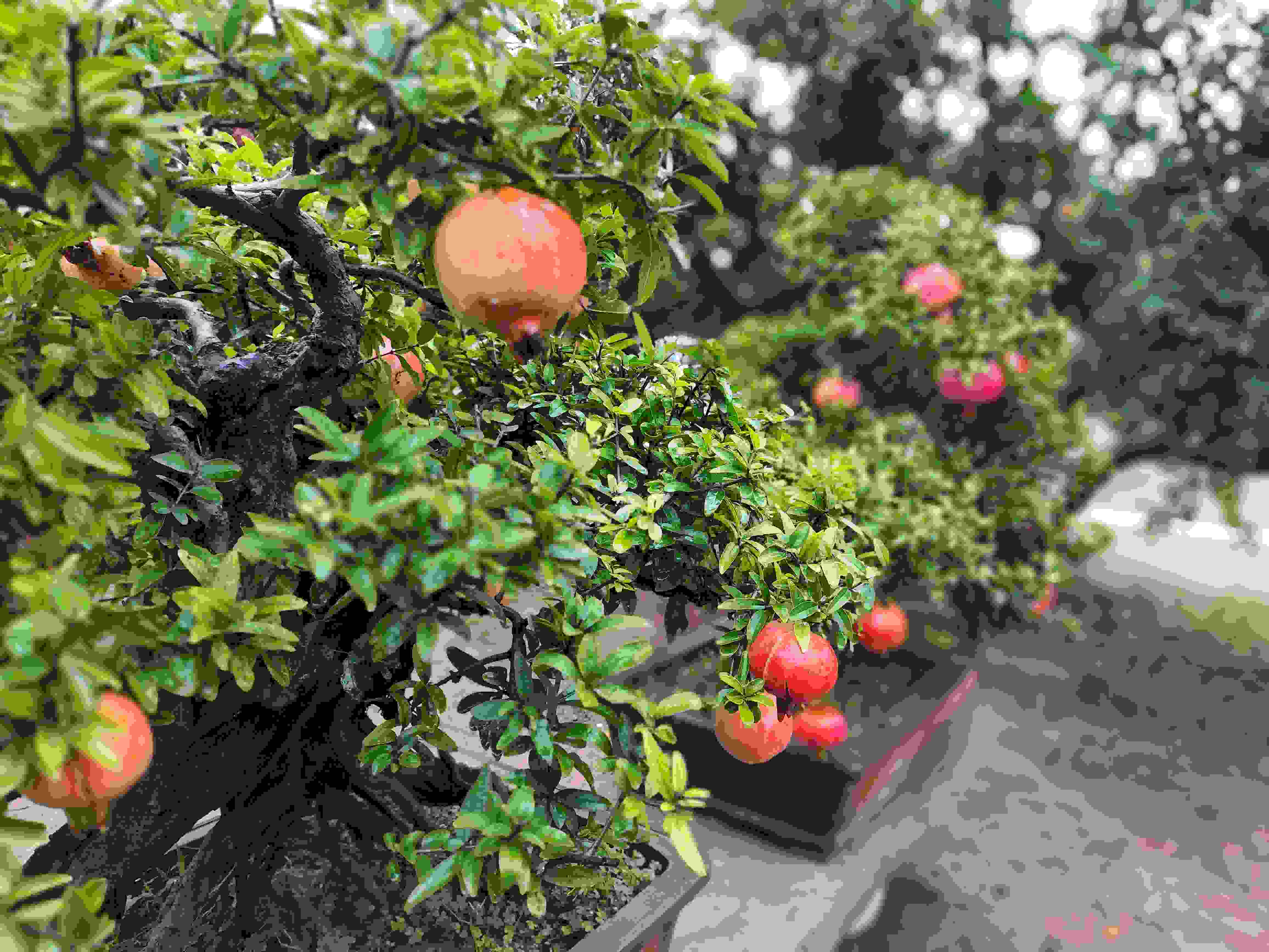 △石榴的發(fā)展帶動(dòng)了當(dāng)?shù)厥衽杈爱a(chǎn)業(yè)。（總臺央視記者鐘信偉拍攝）