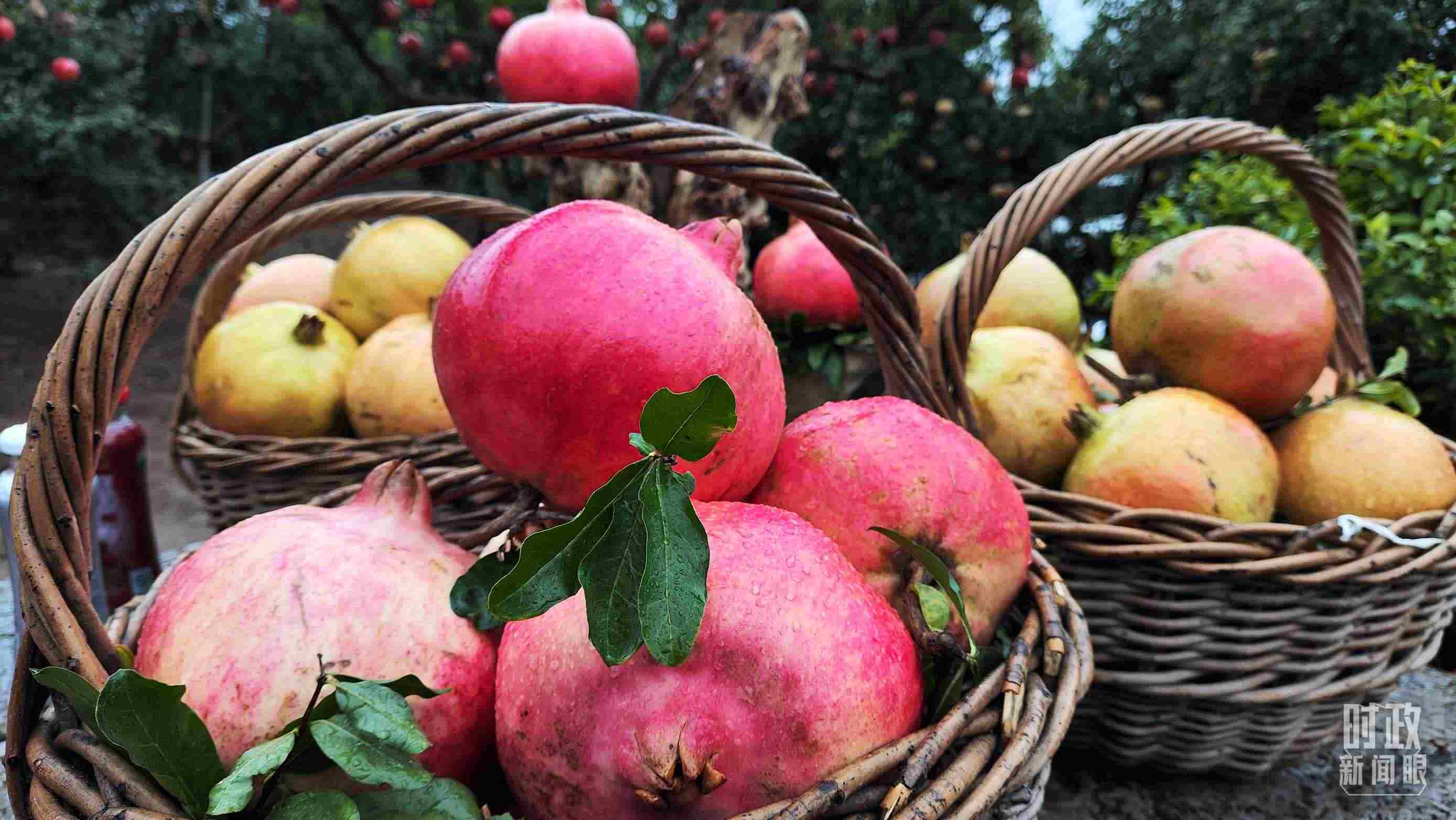 △種植園內(nèi)新鮮采摘的石榴。（總臺(tái)央視記者鐘信偉拍攝）