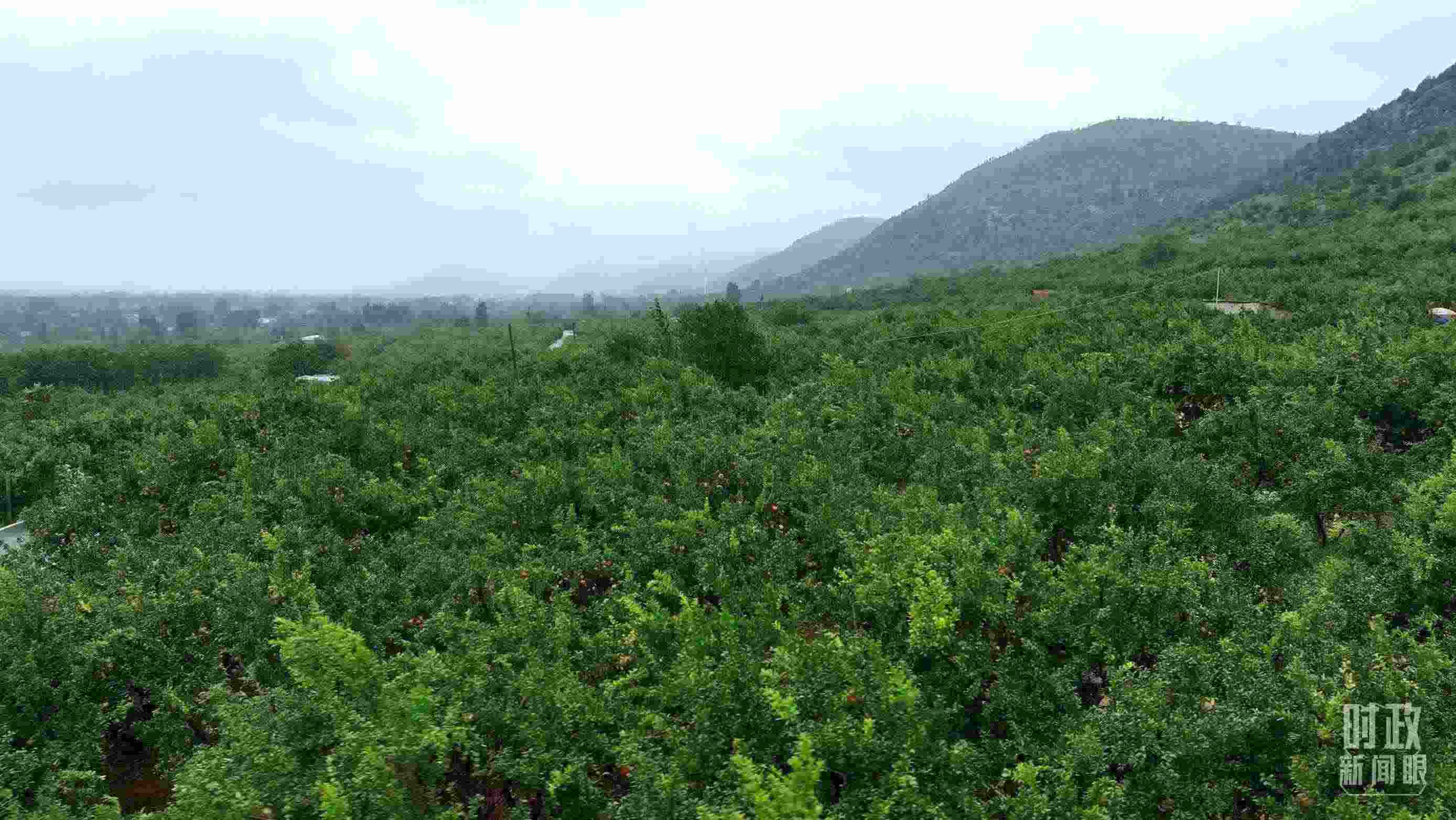 △山東棗莊冠世榴園。（總臺(tái)記者韓森、張鵬拍攝）