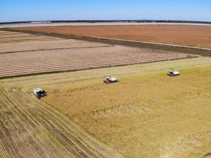 這是在位于黑龍江雙鴨山市友誼縣的北大荒農業(yè)股份有限公司友誼分公司一地塊拍攝的水稻收獲現場（2023年9月21日攝，無人機照片）。新華社記者 王松 攝