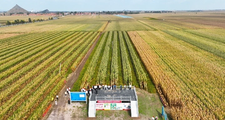 在遼寧省鐵嶺縣蔡牛鎮(zhèn)，外地農民到張莊玉米合作社的大田里學習玉米選種和栽種技術（2023年9月26日攝，無人機照片）。新華社記者 楊青 攝