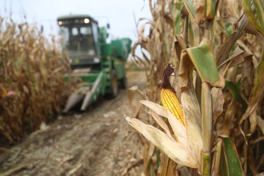 在遼寧省鐵嶺縣蔡牛鎮(zhèn)玉米田里，農民駕駛農機收割玉米（2023年9月26日攝）。新華社記者 楊青 攝