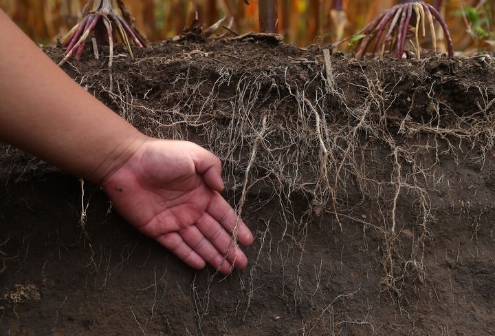 在遼寧省鐵嶺縣蔡牛鎮(zhèn)，張莊玉米合作社的農民向外地農民介紹黑土地保護和玉米秸稈還田情況（2023年9月26日攝）。新華社記者 楊青 攝