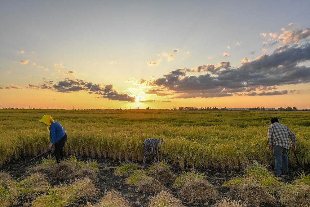 農民在吉林省吉林市永吉縣萬昌鎮(zhèn)花家村收割水稻（2023年9月12日攝）。新華社記者 張楠 攝