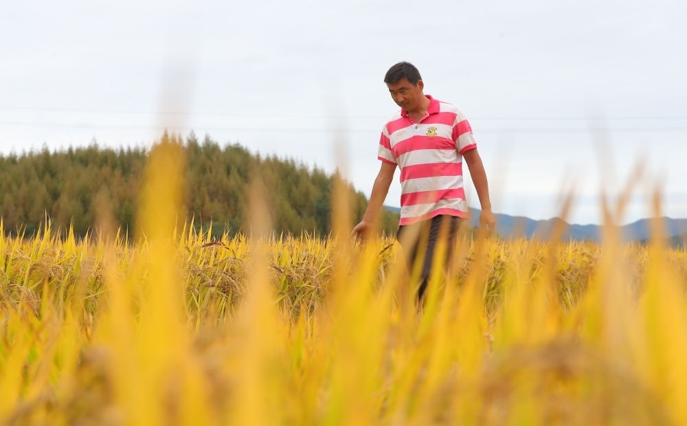 在遼寧省撫順市新賓滿族自治縣新賓鎮(zhèn)的水稻田里，農民丁輝查看水稻成熟情況（2023年9月25日攝）。新華社記者 楊青 攝