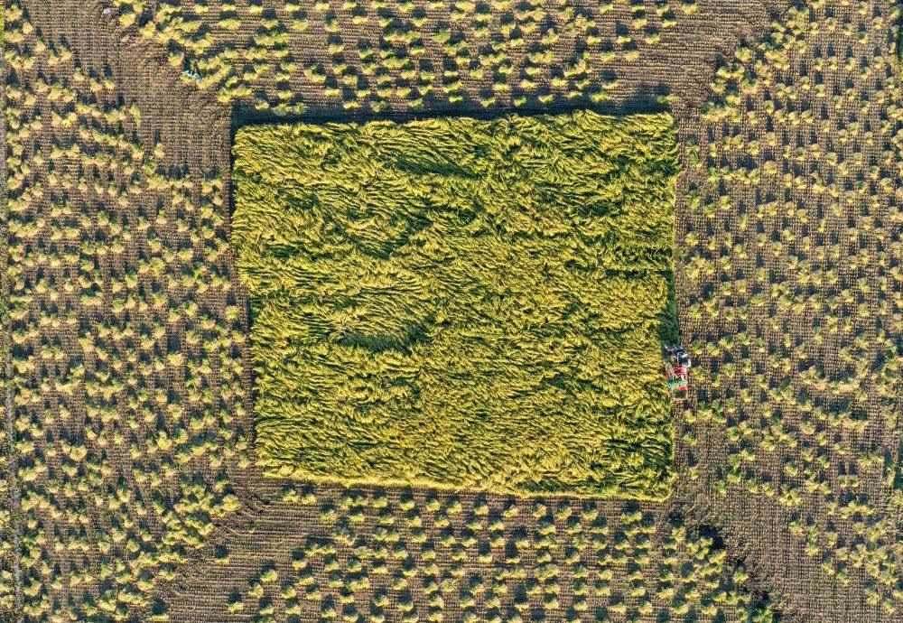 在吉林省舒蘭市平安鎮(zhèn)金星村，農民駕駛農機收割水稻（2023年9月21日攝，無人機照片）。新華社記者 張楠 攝