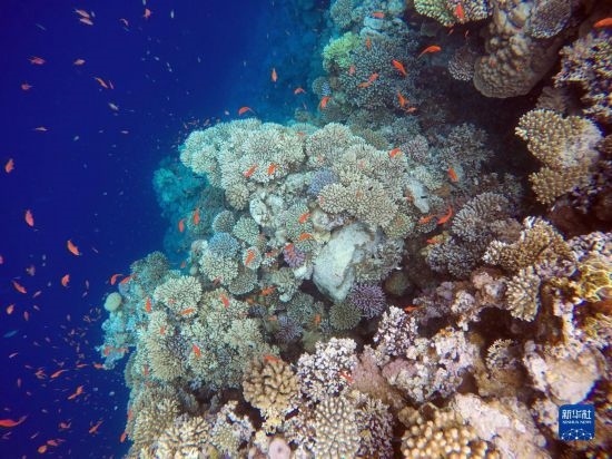  這是10月2日在埃及西奈半島達哈布藍洞內(nèi)拍攝的珊瑚和魚類。新華社記者 隋先凱 攝