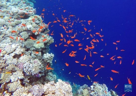  這是10月2日在埃及西奈半島達哈布藍洞內(nèi)拍攝的珊瑚和魚類。新華社記者 隋先凱 攝