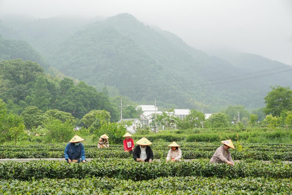 2022年5月11日，村民在大灣村生態(tài)茶園內(nèi)采摘茶葉。新華社記者杜宇攝