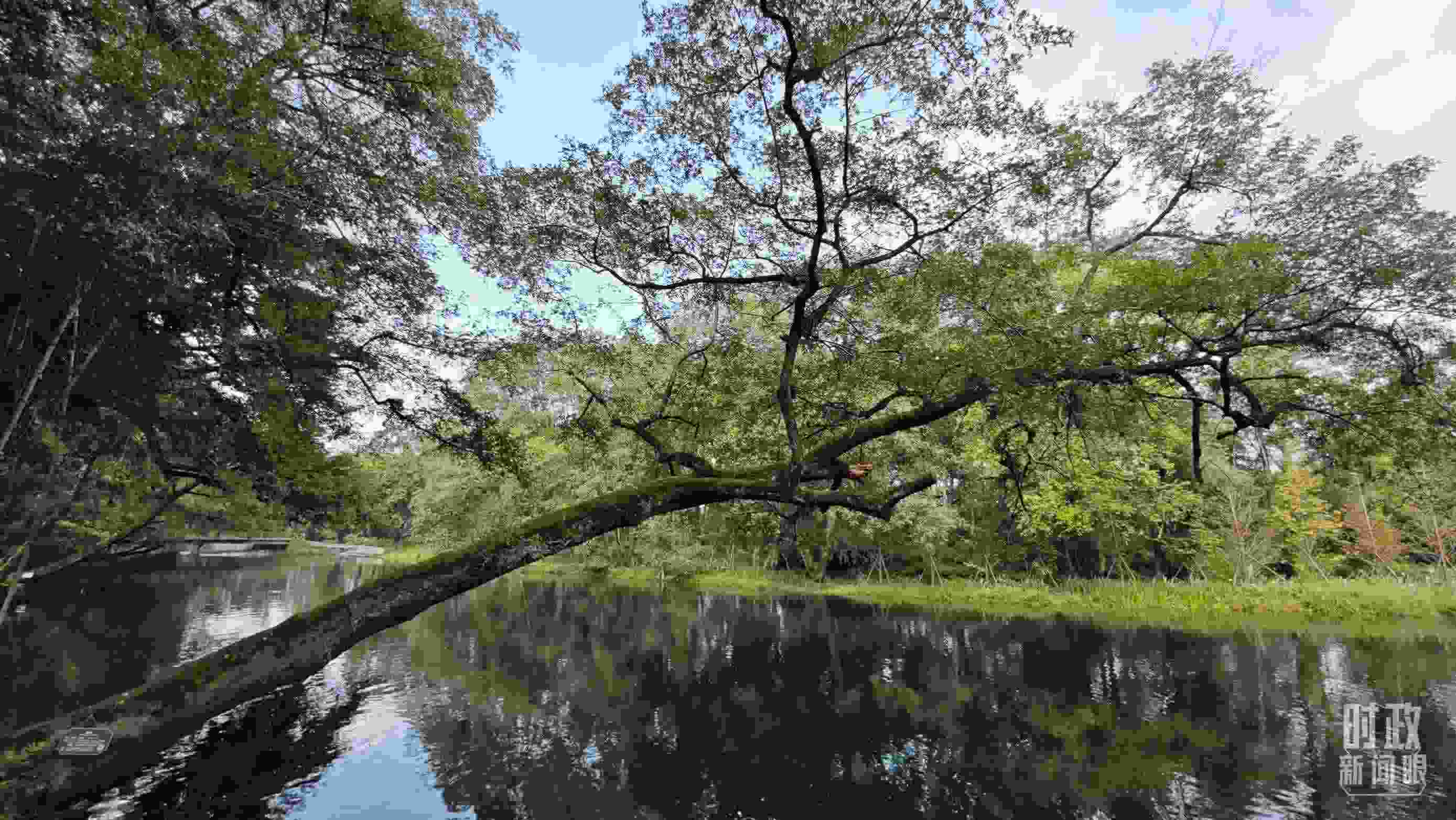 △饒河源國家濕地公園。（總臺央視記者郁振一拍攝）