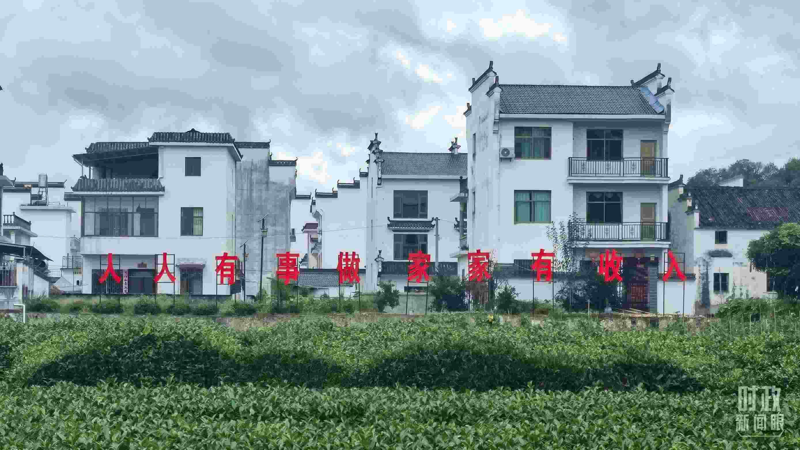 △石門村村民種植的茶葉。（總臺央視記者賈林拍攝）