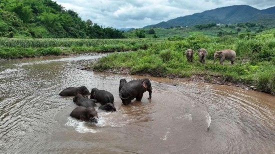 野生亞洲象組團(tuán)泡澡降溫解暑。何有剛攝