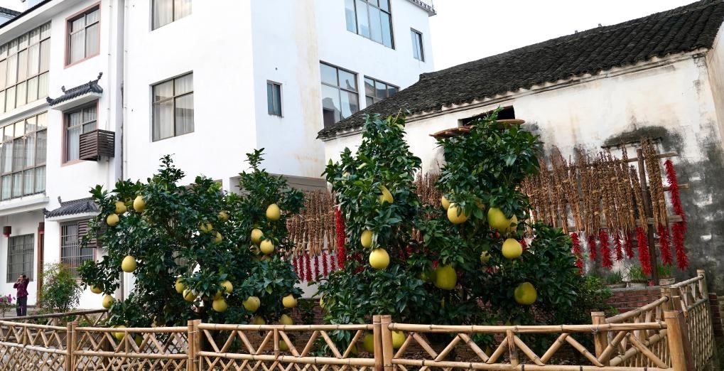 近日在江西省上饒市婺源縣秋口鎮(zhèn)王村石門自然村拍攝的馬家柚。新華社記者 胡晨歡 攝