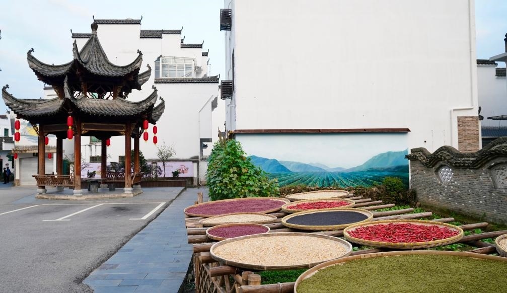 近日拍攝的江西省上饒市婺源縣秋口鎮(zhèn)王村石門自然村曬秋場(chǎng)景。新華社記者 胡晨歡 攝