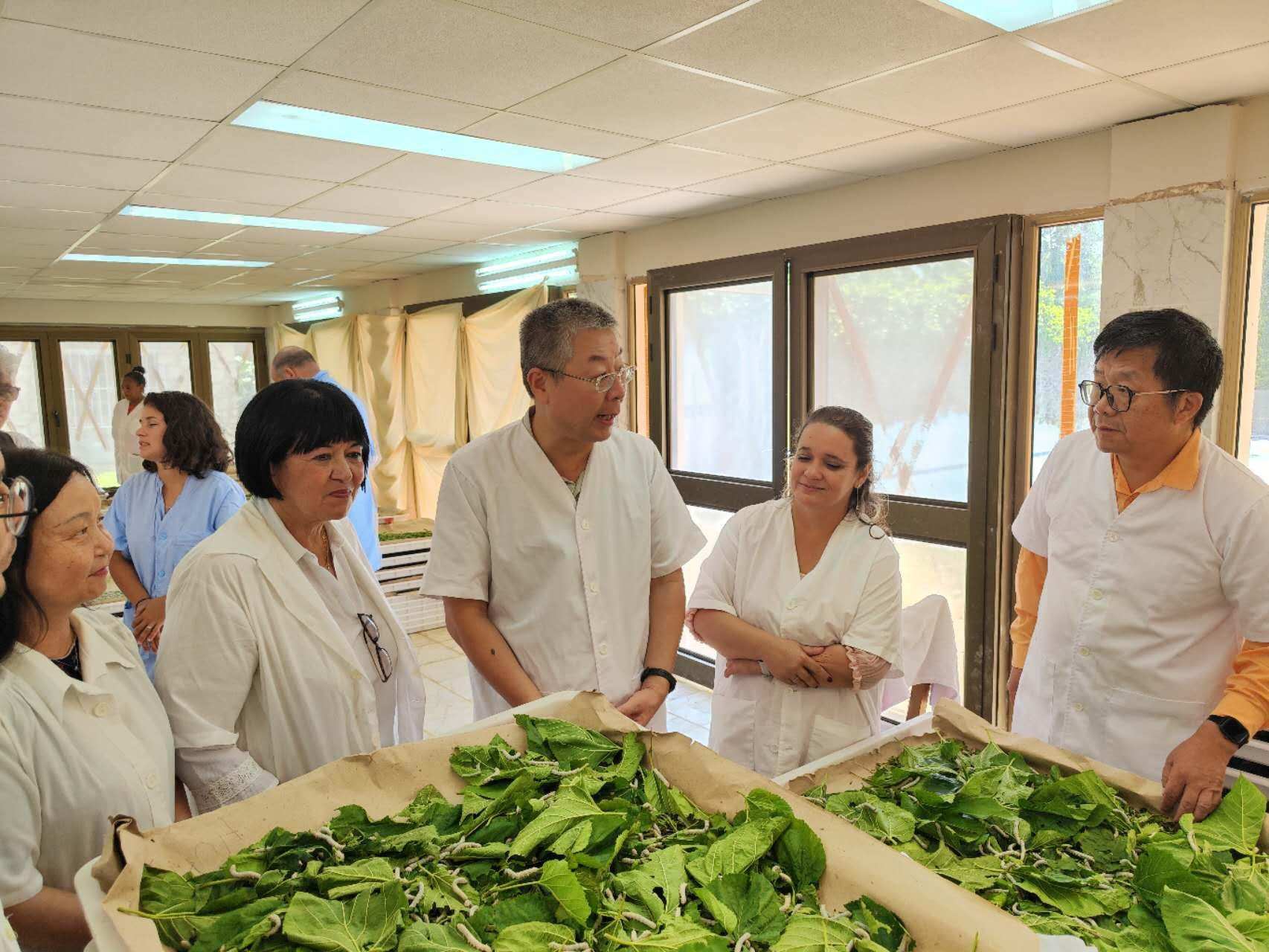 2023年5月23日，中國駐古巴大使馬輝考察古中蠶?？萍己献髦行?。來源：中國駐古巴大使館官網