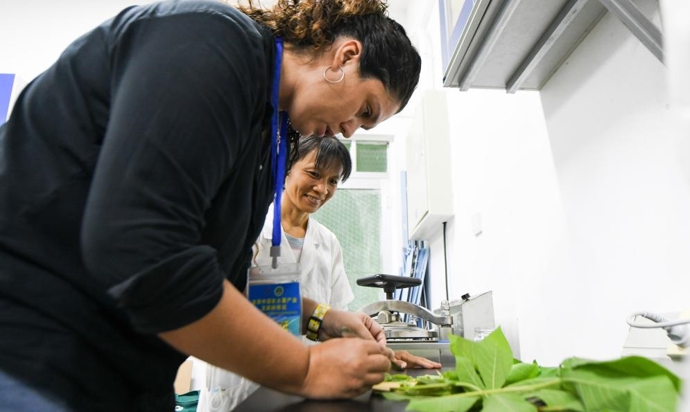 9月17日，來自哥倫比亞的研修班學員埃文·奧拉亞（左）在中國專家的指導下學習實操木薯組培快速繁育技術(shù)。