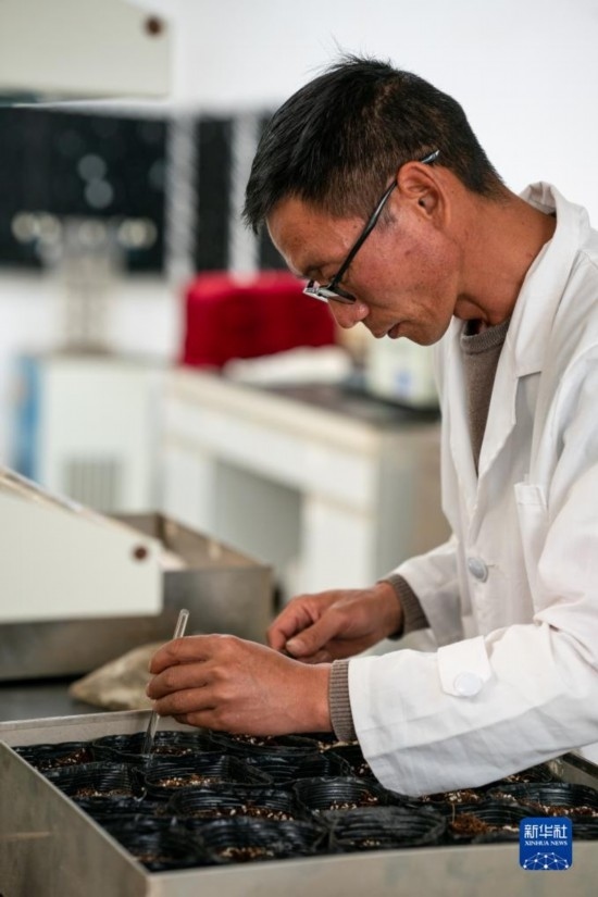 技術(shù)員田連通在實(shí)驗(yàn)室播種太空種子（4月3日攝）。