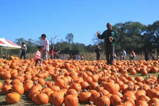  2020年10月31日，在美國新奧爾良市，人們在南瓜農(nóng)場里玩耍。新華社發(fā)（魏蘭攝）