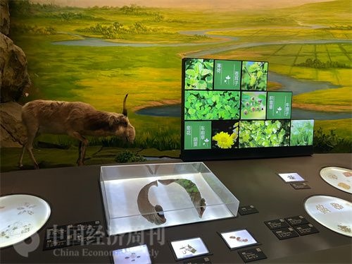  （中醫(yī)藥博物館展出的各類中藥材令人應(yīng)接不暇。中國經(jīng)濟(jì)周刊記者 郭志強(qiáng) 攝）