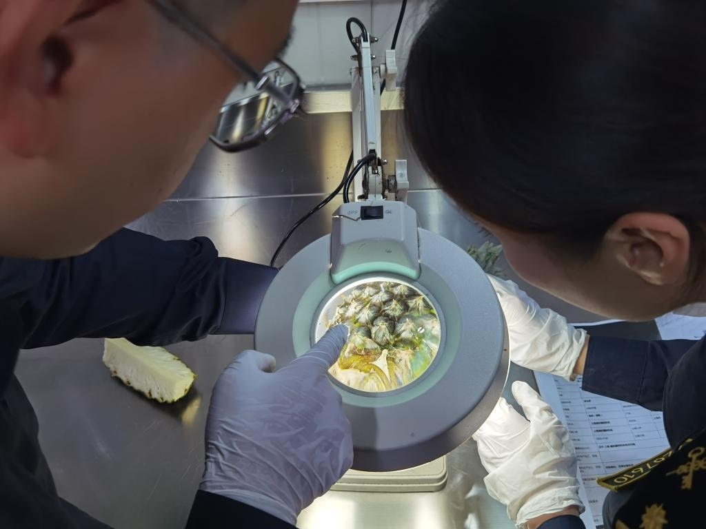 11月3日，上海海關(guān)關(guān)員對首批入境中國、參展第六屆進博會的貝寧菠蘿進行檢驗檢疫。新華社記者 吳宇 攝