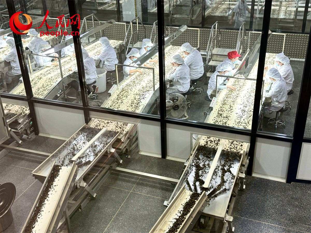 工人在對(duì)茶葉進(jìn)行目視揀剔。人民網(wǎng)記者 劉微攝