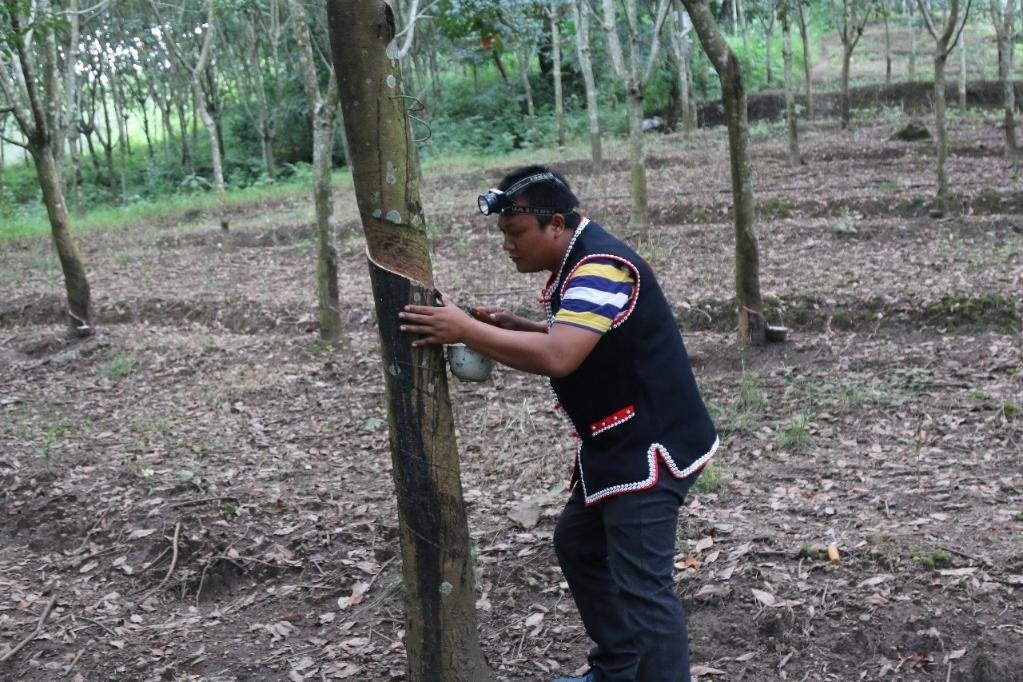 2017年10月，云南省永德縣團樹村佤族膠農(nóng)蔣文富在割膠