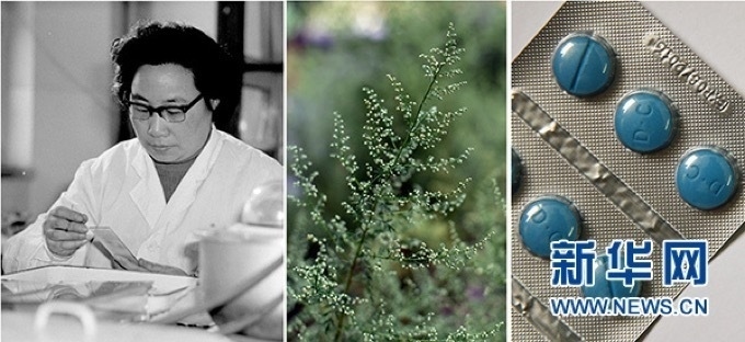 屠呦呦、青蒿和抗瘧疾成藥（拼版資料照片）