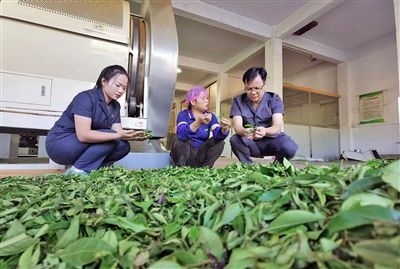  圖③：蒼梧法院六堡法庭法官深入茶企了解企業(yè)生產(chǎn)經(jīng)營(yíng)情況。