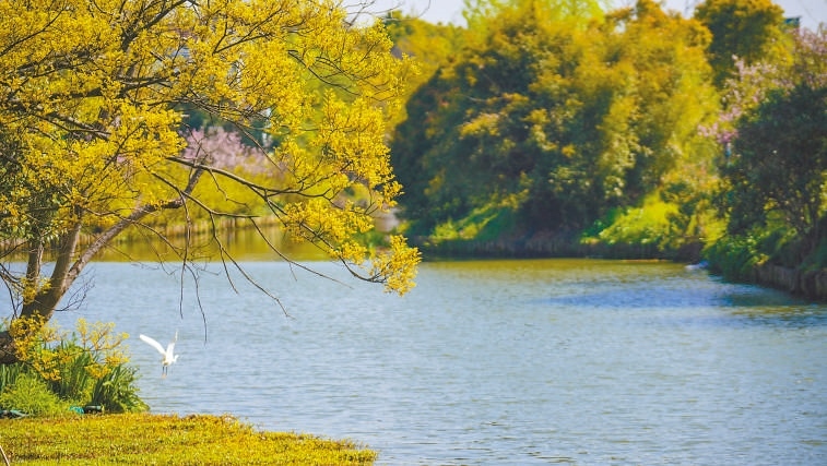  碧波蕩漾 浙江嘉興市海鹽縣望海街道永福社區(qū)荷花池，一汪碧水波光粼粼，風光旖旎。當?shù)厥冀K堅持綠色發(fā)展，促進人與自然和諧共生。 肖弗勒模具（嘉興）有限公司德國籍經(jīng)理 湯姆·魯特納攝 “當?shù)卮迕窀嬖V我，如今環(huán)境變好了，茶余飯后，大家都會到河邊散散步，欣賞美景，和鄰居聊聊天。我想，好生態(tài)是大自然的饋贈，更是長三角地區(qū)大力治理生態(tài)環(huán)境的結(jié)果。希望美麗中國的綠色發(fā)展之路越走越好?！? /></p> <p style=