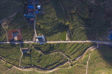 漠源鄉(xiāng)西柚基地。將樂縣農(nóng)業(yè)農(nóng)村局供圖