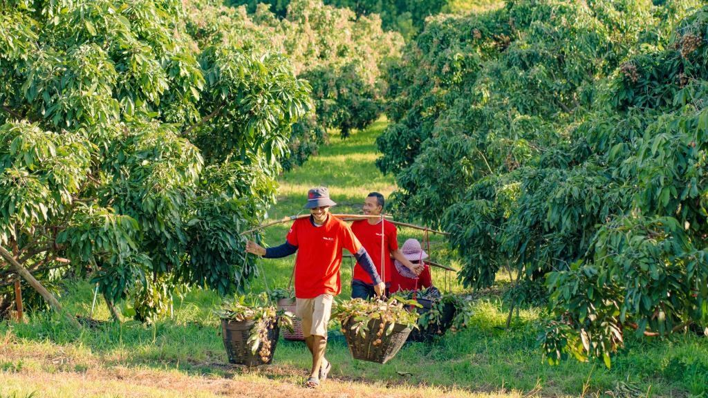 2023年10月，泰國尖竹汶府的龍眼種植園內(nèi)，采果工人正在運輸新采摘的龍眼。（黎銀成攝 新華社發(fā)）