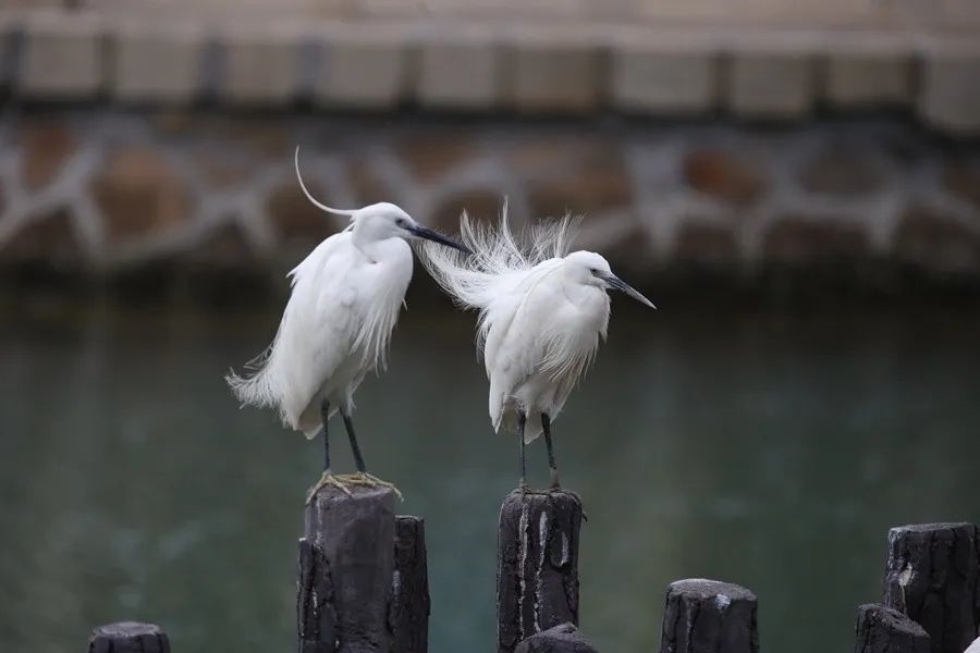 筼筜湖白鷺。人民網記者 陳博 攝
