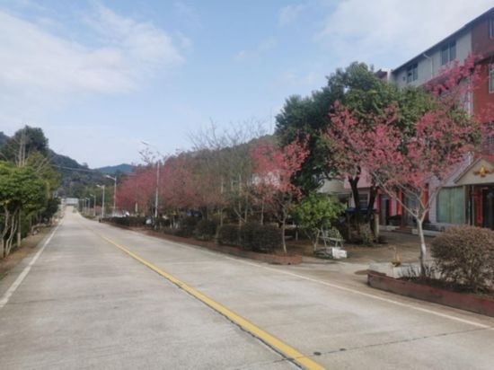 道路兩旁的山櫻花。將樂縣農(nóng)業(yè)農(nóng)村局供圖