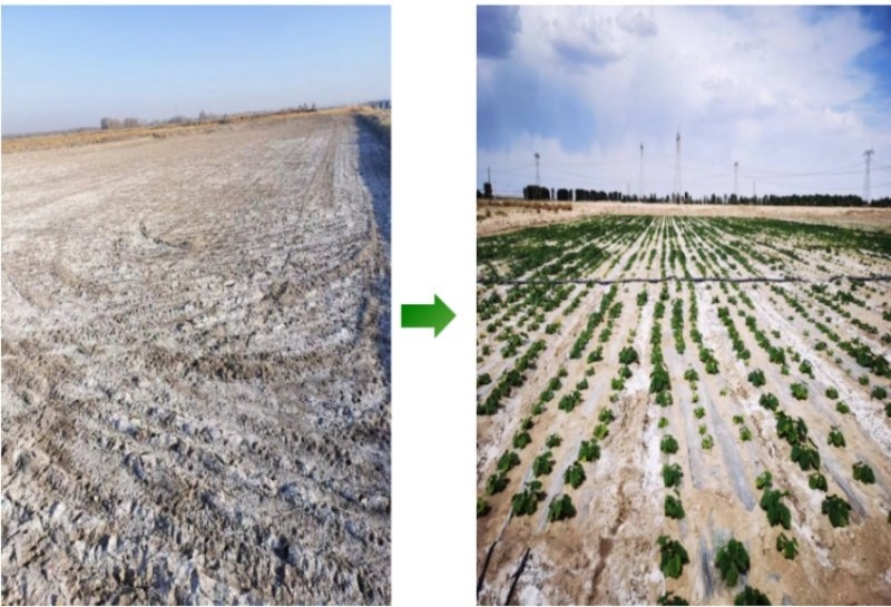 鹽堿地成良田。黃花農(nóng)場供圖