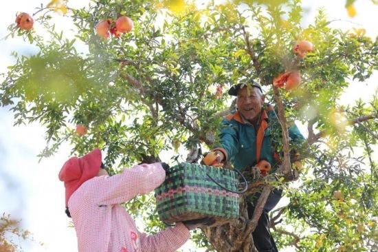 紅彤彤的石榴掛滿枝頭，農(nóng)戶們穿梭在林中采摘，享受著豐收的喜悅。