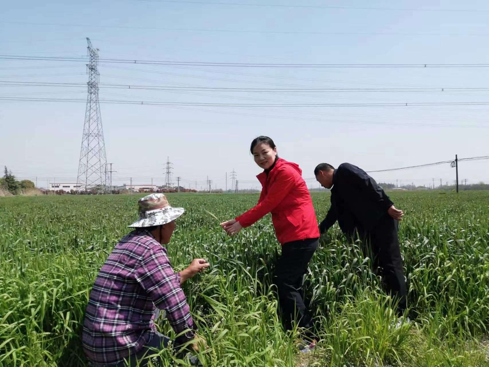 魏巧在田間察看農(nóng)作物長勢。