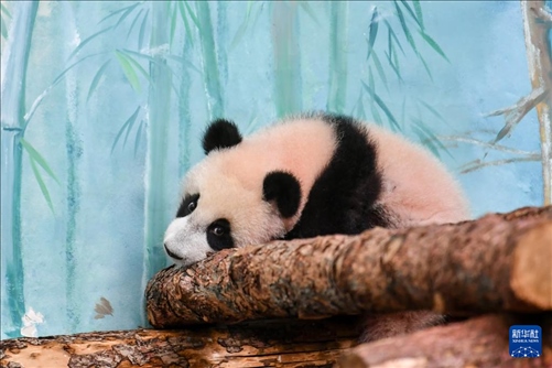 這是3月8日在俄羅斯莫斯科動物園拍攝的大熊貓“喀秋莎”。新華社記者 曹陽 攝