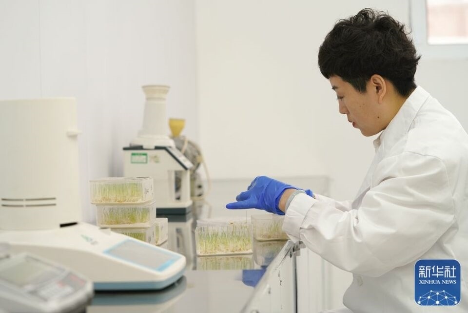 新華全媒+|“大糧倉”黑龍江春耕備耕火熱進(jìn)行