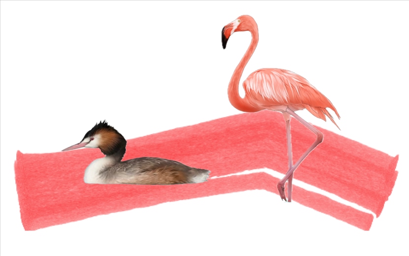 奇跡鳥(niǎo)類（火烈鳥(niǎo)總目）。浙江大學(xué)供圖