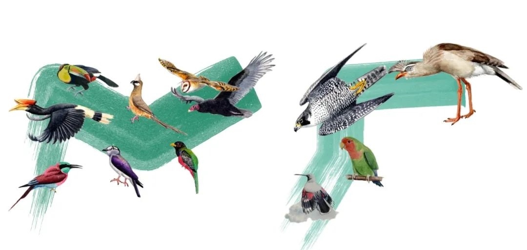 陸鳥(niǎo)類。浙江大學(xué)供圖