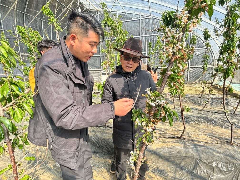 山東援藏小組及技術(shù)人員在大棚查看果蔬長勢。（受訪者供圖）