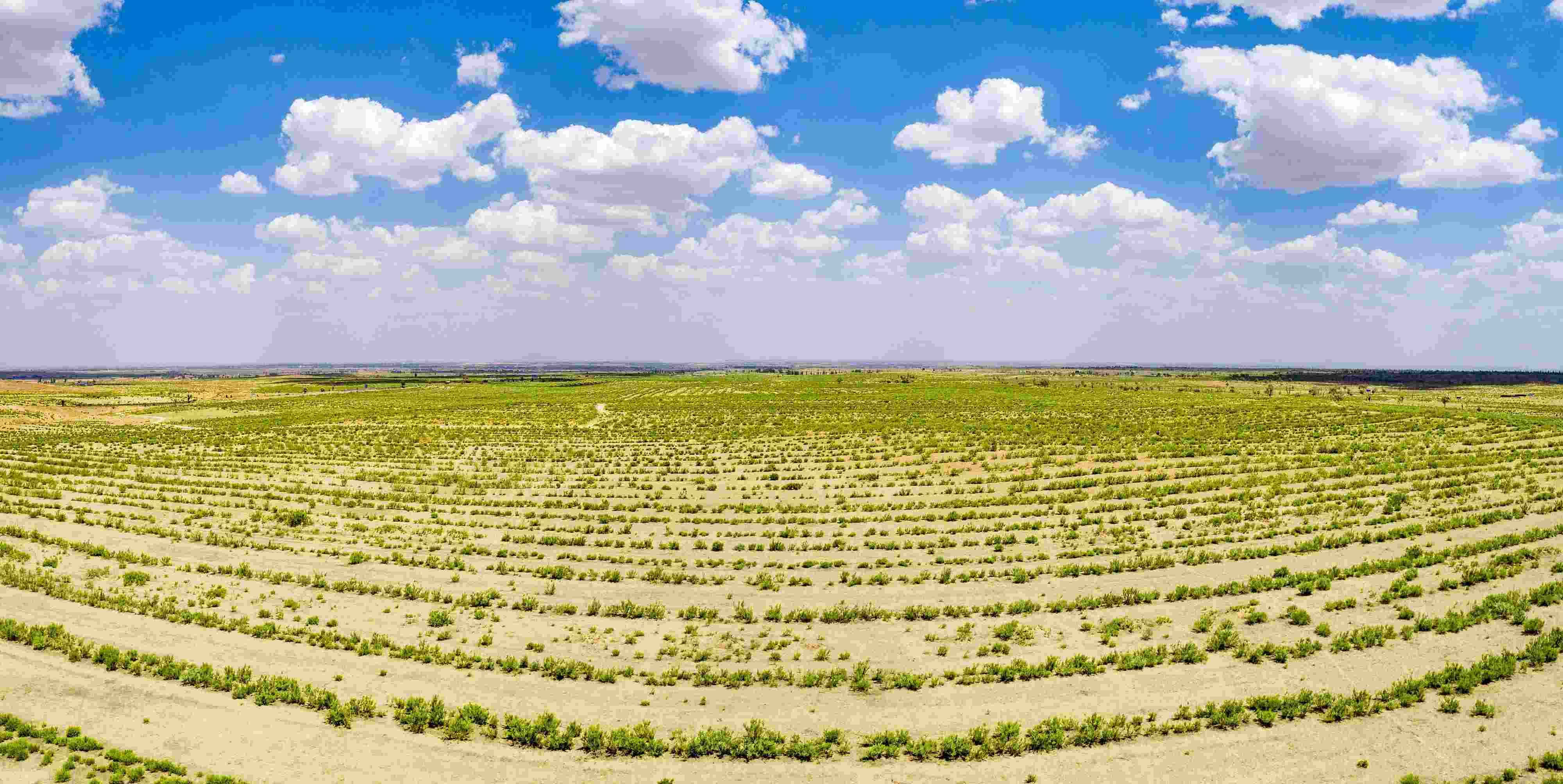 2023年6月7日，內(nèi)蒙古鄂爾多斯，毛烏素沙漠。