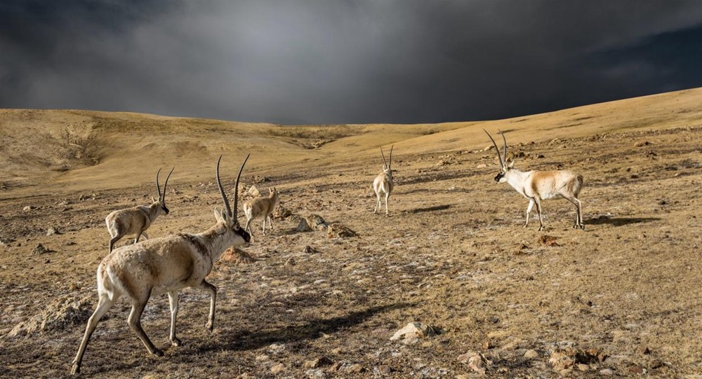 “高原精靈”藏羚羊。尼瑪多吉攝