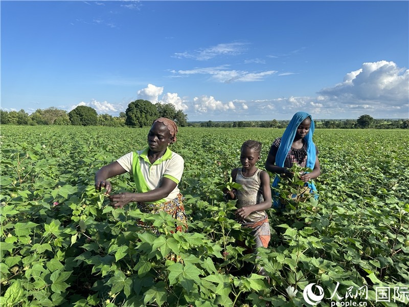 當(dāng)?shù)孛揶r(nóng)在麥田里勞作。人民網(wǎng)記者 黃培昭攝