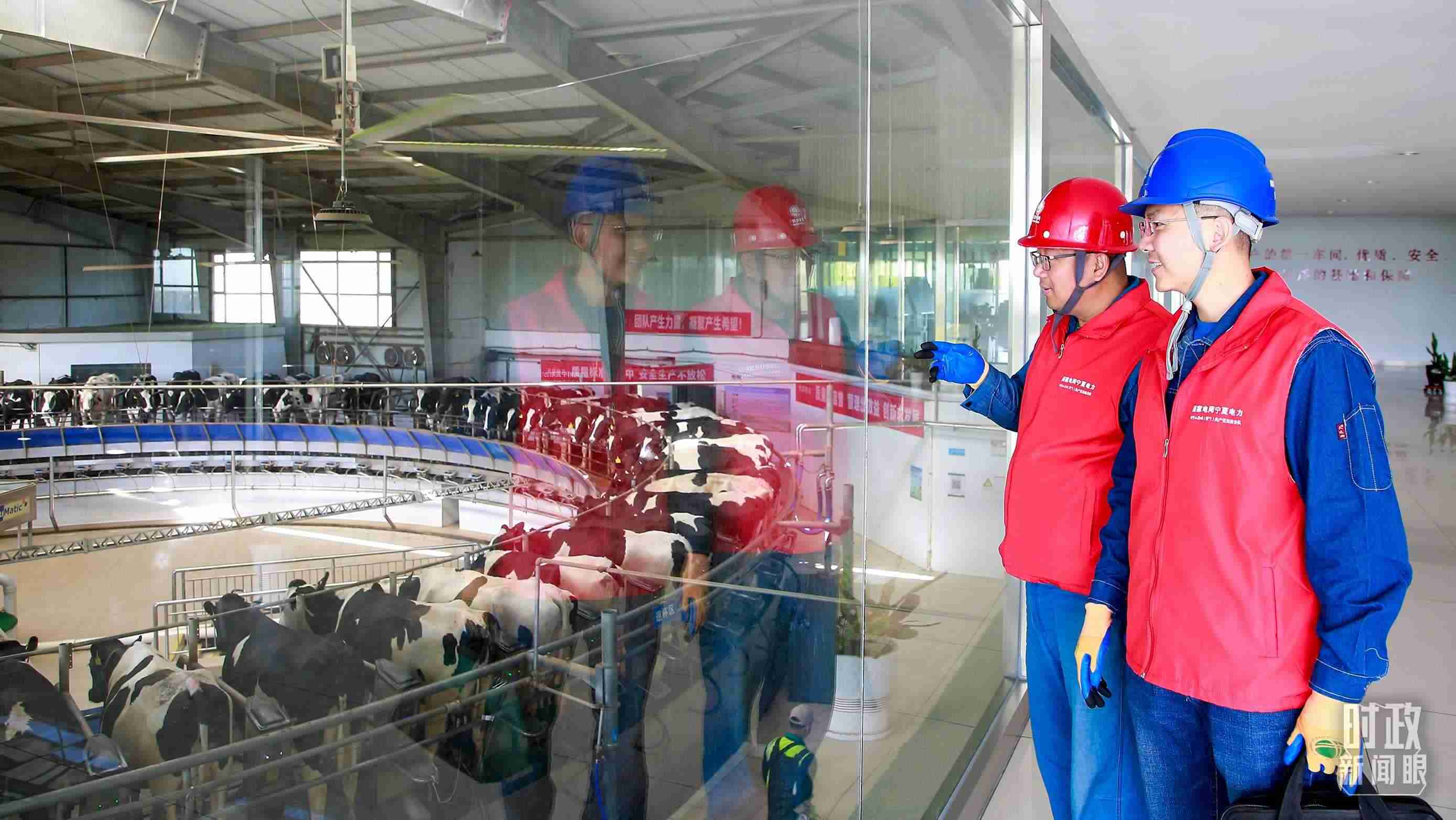  △寧夏銀川，電力員工深入奶牛養(yǎng)殖企業(yè)，助力數(shù)智化養(yǎng)殖。（圖/視覺(jué)中國(guó)）