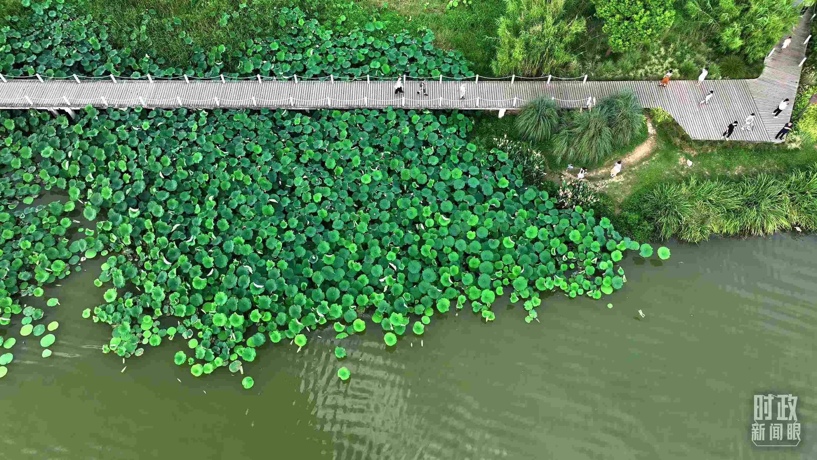 △陜西漢中天漢濕地公園內(nèi)，游人穿行，荷影婆娑。（總臺(tái)記者劉海濤拍攝）