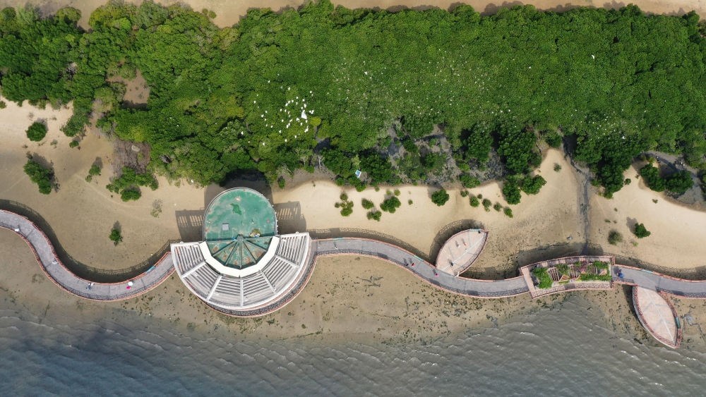 俯瞰廣東湛江市區(qū)海邊的紅樹林（2023年5月25日攝，無人機(jī)照片）。