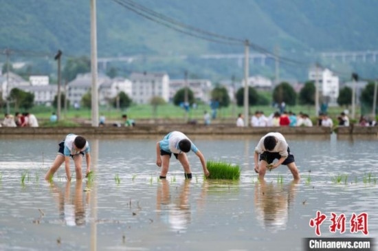 圖為5月21日，綏陽縣旺草中學(xué)學(xué)生在旺草萬畝大壩體驗(yàn)插秧。唐哲 攝